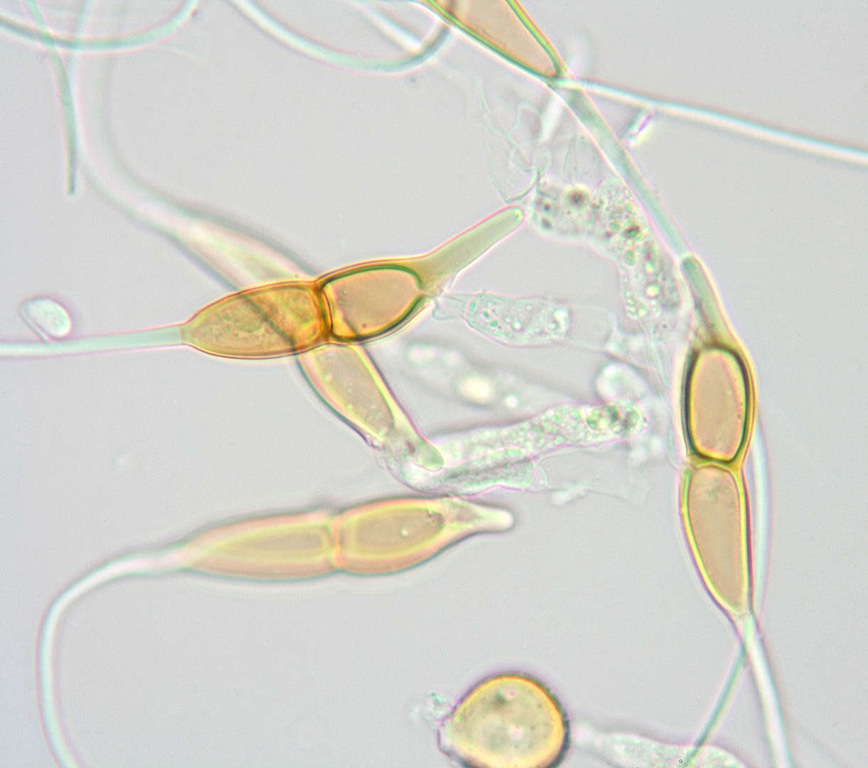 Image of Puccinia longicornis Pat. & Har. 1891