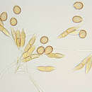 صورة Puccinia longicornis Pat. & Har. 1891