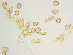 Image of Puccinia longicornis Pat. & Har. 1891