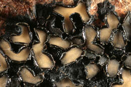 Image of European tar spot