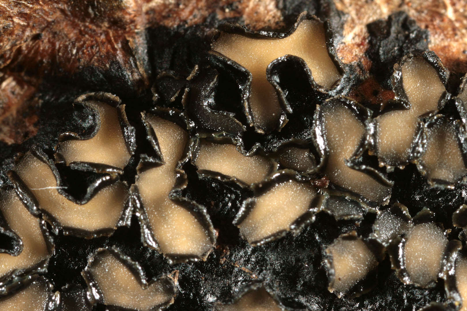 Image of European tar spot