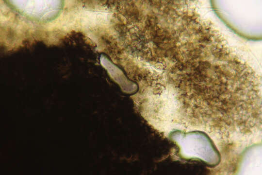 Image of European tar spot