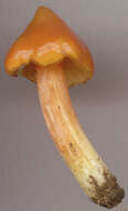 Image of Hygrocybe acutoconica (Clem.) Singer 1951