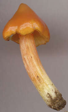 Image of Hygrocybe acutoconica (Clem.) Singer 1951