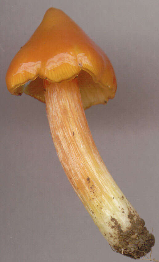 Image of Hygrocybe acutoconica (Clem.) Singer 1951