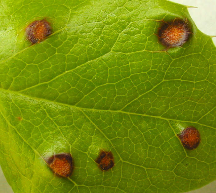 Image of Stem rust