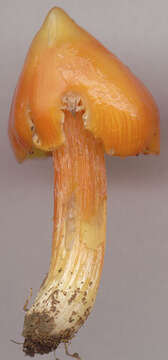 Image of Hygrocybe acutoconica (Clem.) Singer 1951