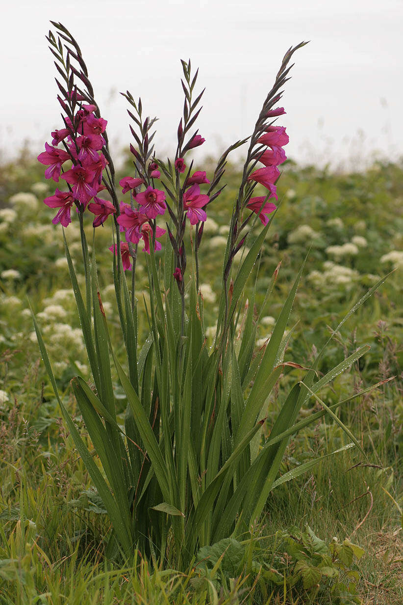 صورة Gladiolus byzantinus Mill.