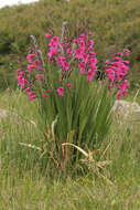 Plancia ëd Gladiolus byzantinus Mill.