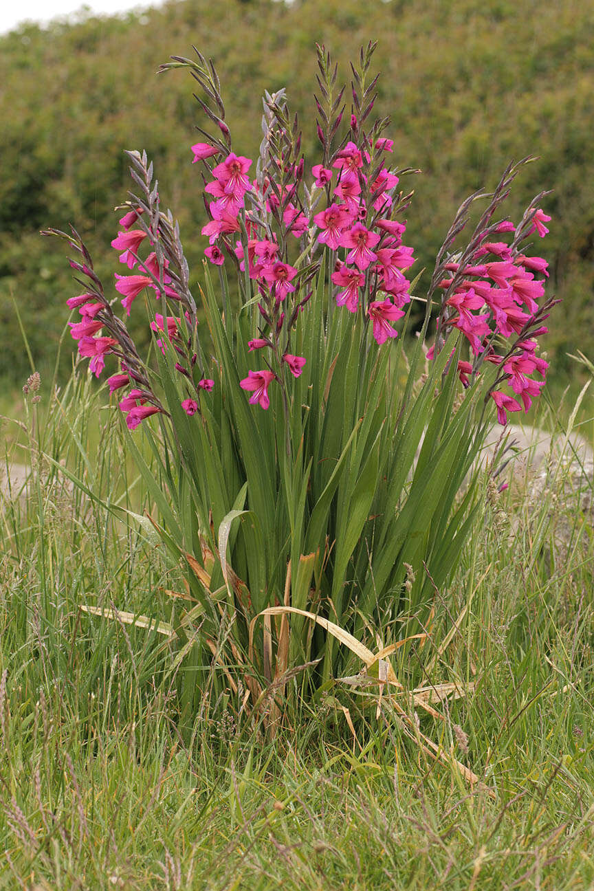 صورة Gladiolus byzantinus Mill.