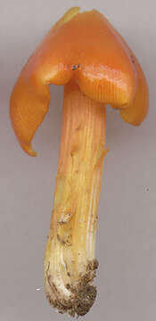 Image of Hygrocybe acutoconica (Clem.) Singer 1951