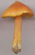 Image of Hygrocybe acutoconica (Clem.) Singer 1951