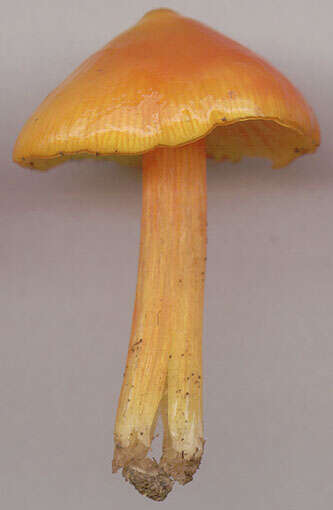 Image of Hygrocybe acutoconica (Clem.) Singer 1951