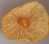 Image of Hygrocybe acutoconica (Clem.) Singer 1951