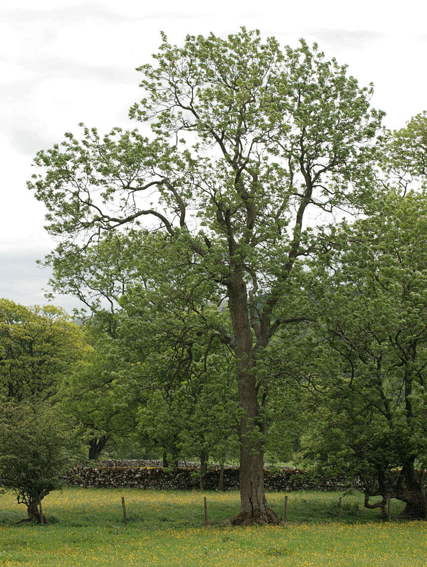 Image of European ash