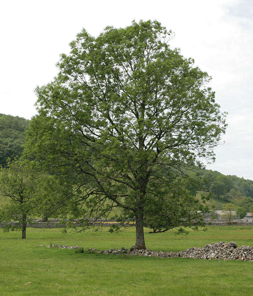 Plancia ëd Fraxinus excelsior L.