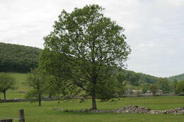 Image of European ash