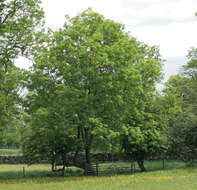 Plancia ëd Fraxinus excelsior L.