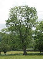 Image of European ash