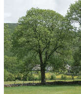 Image of European ash