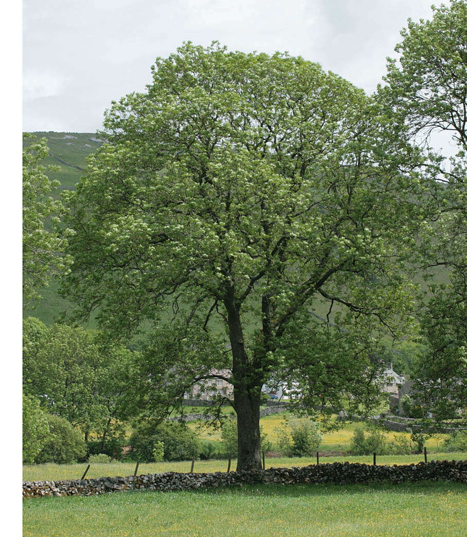 Plancia ëd Fraxinus excelsior L.