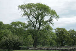 Image of European ash