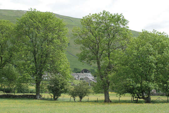 Plancia ëd Fraxinus excelsior L.