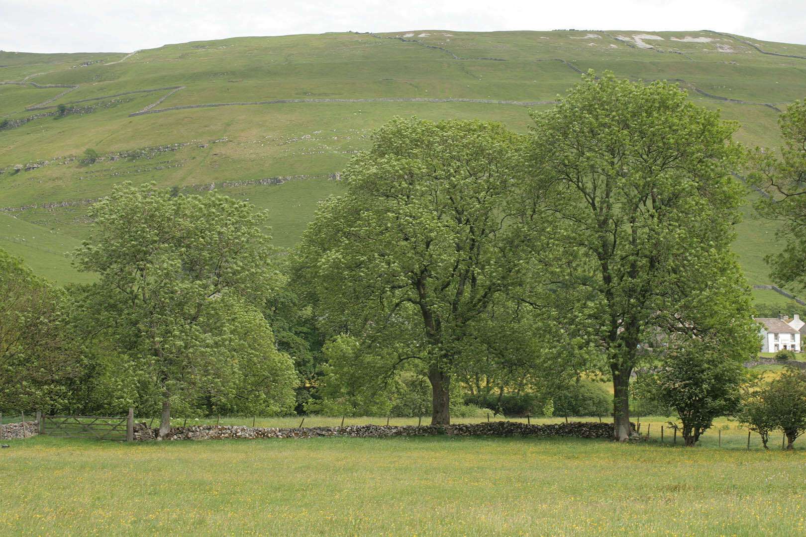 Image of European ash