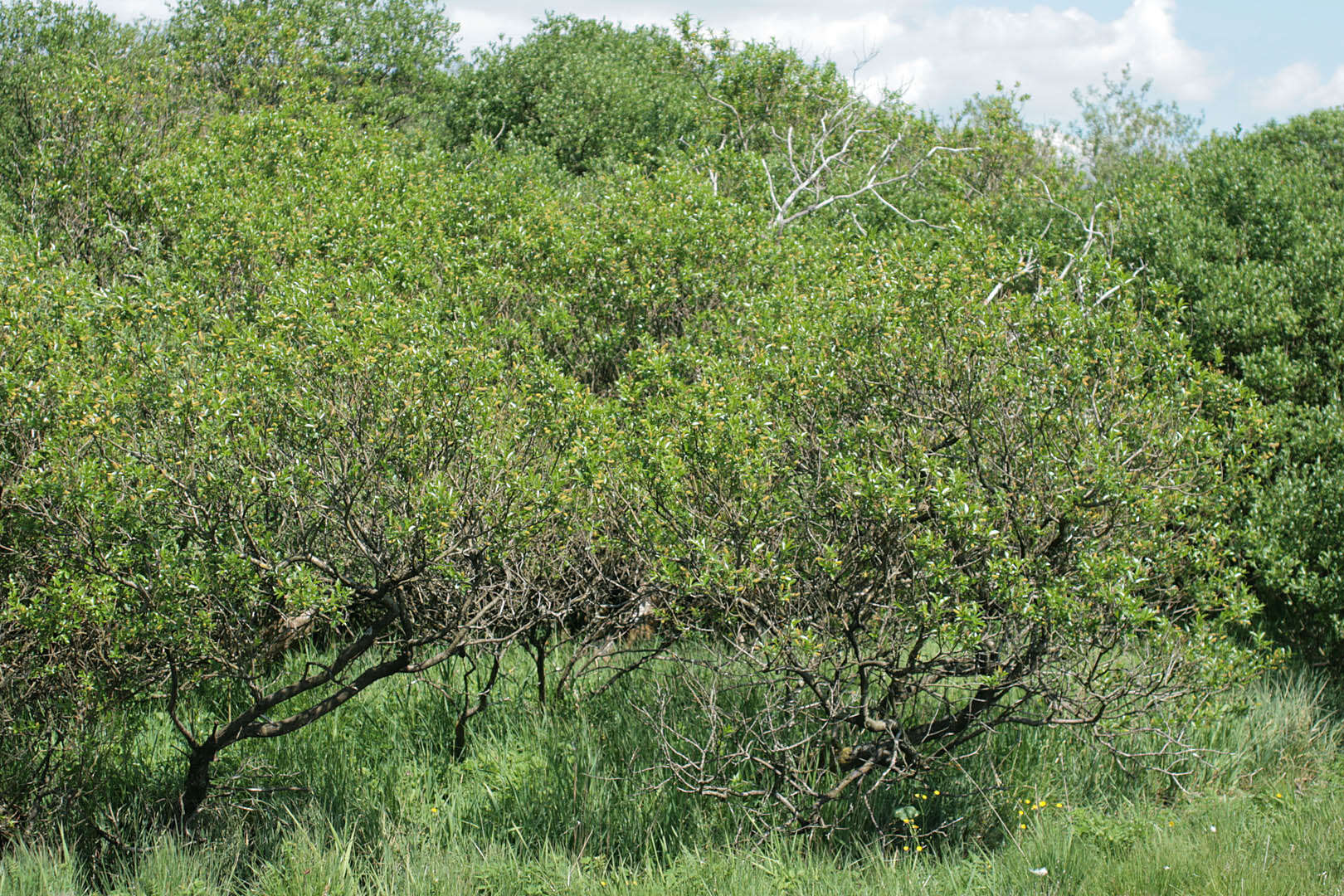 Image of Bay Willow