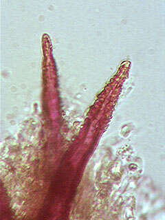 Image of Hymenochaetopsis corrugata (Fr.) S. H. He & Jiao Yang 2016