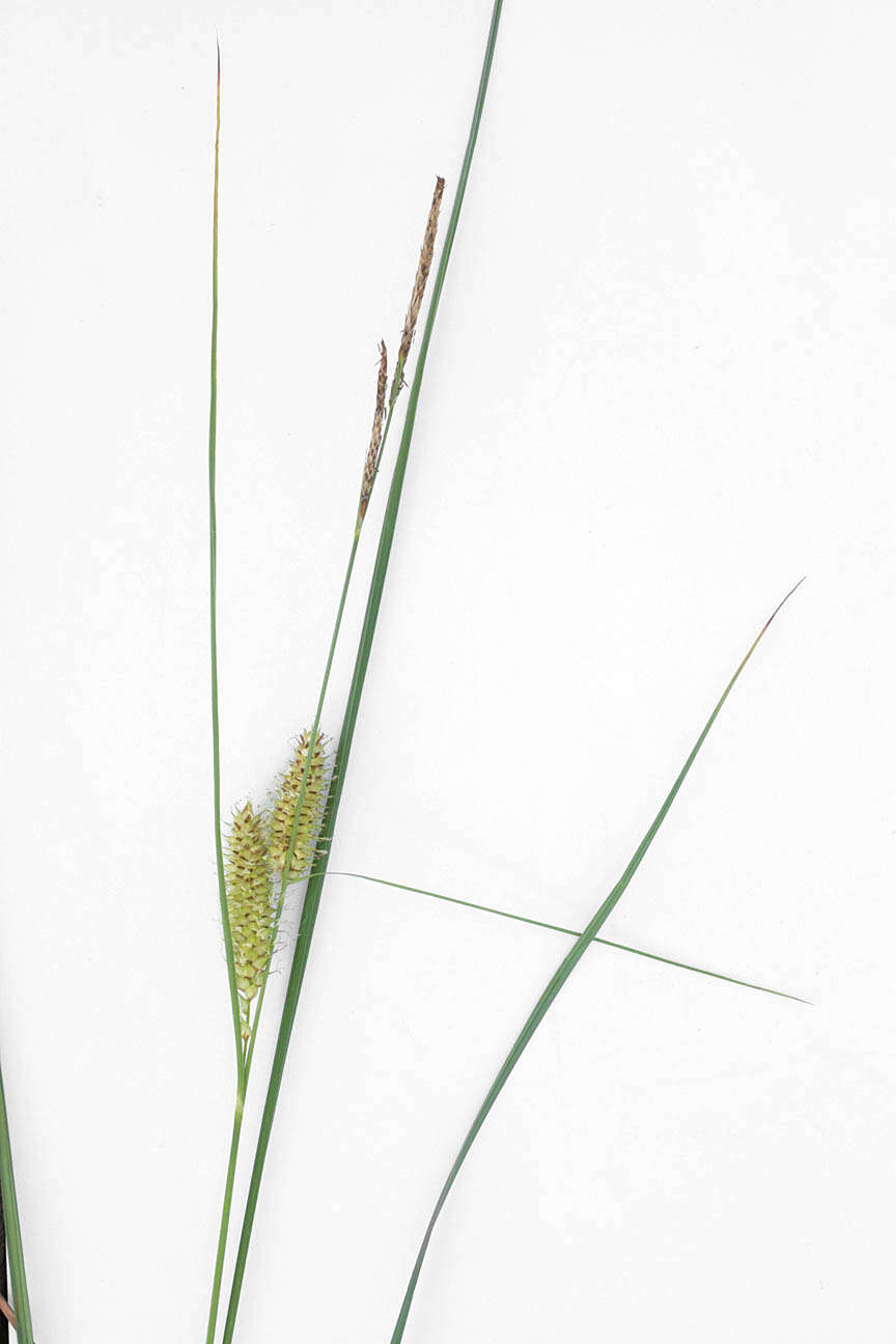 Image of beaked sedge