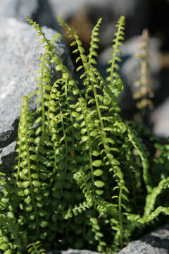 Image of Green Spleenwort