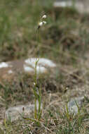 Image of broad-leaved cottongrass