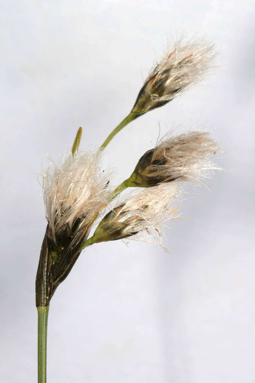 Image of broad-leaved cottongrass