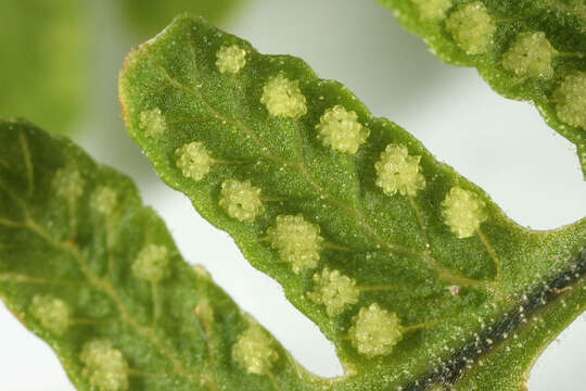 Image of scented oakfern