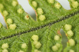 Image of scented oakfern