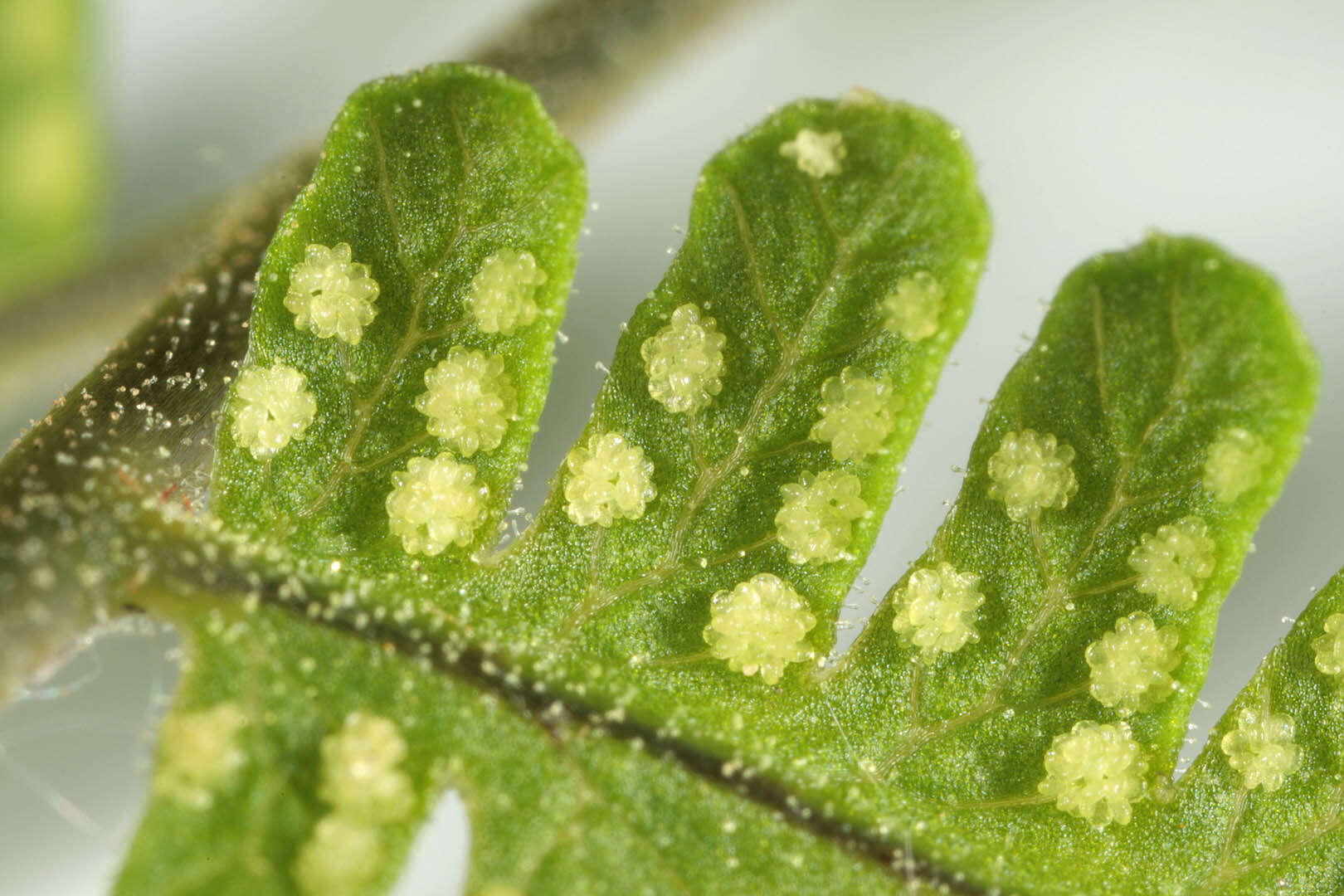 Image of scented oakfern