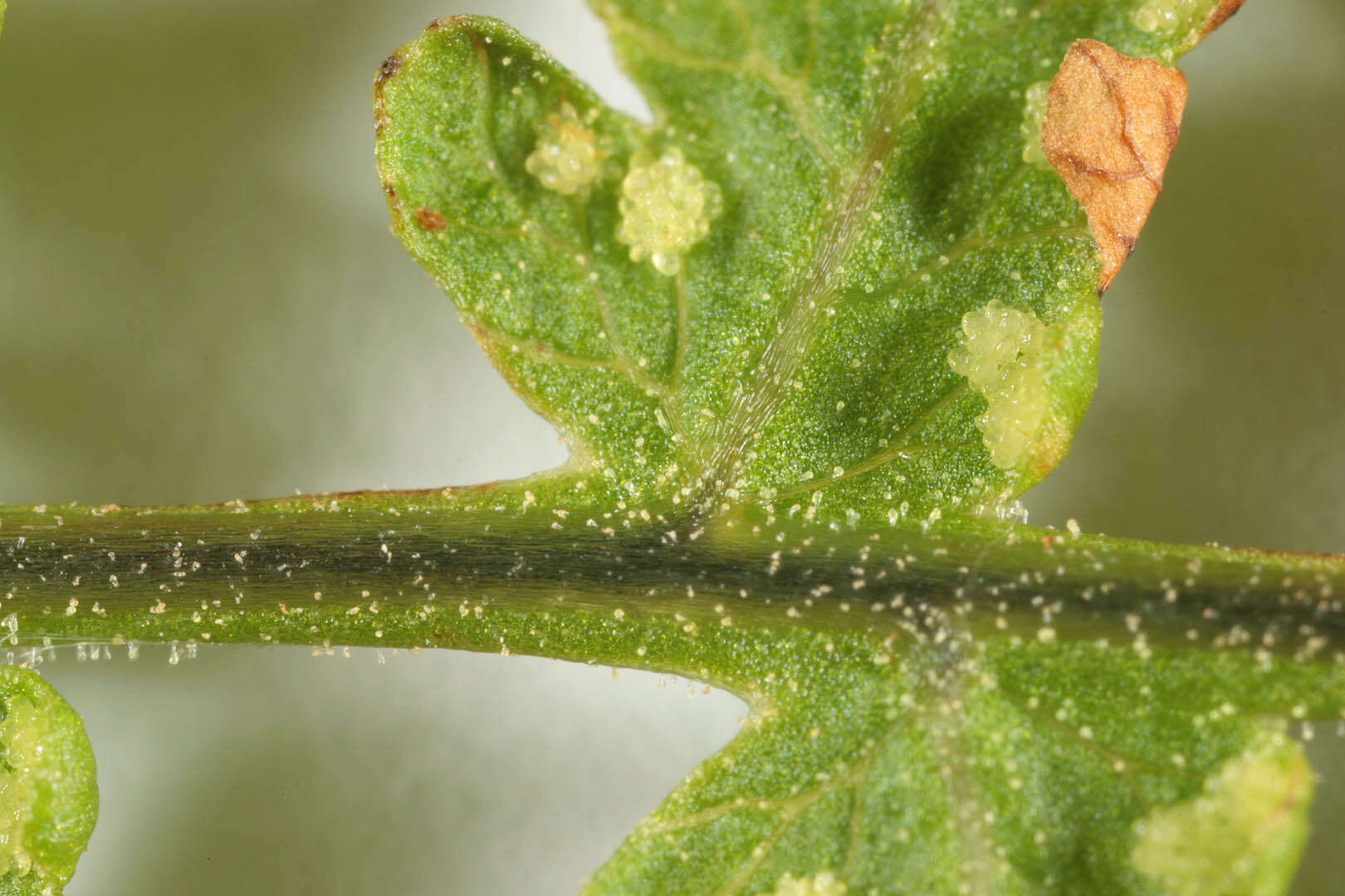 Imagem de Gymnocarpium robertianum (Hoffm.) Newman