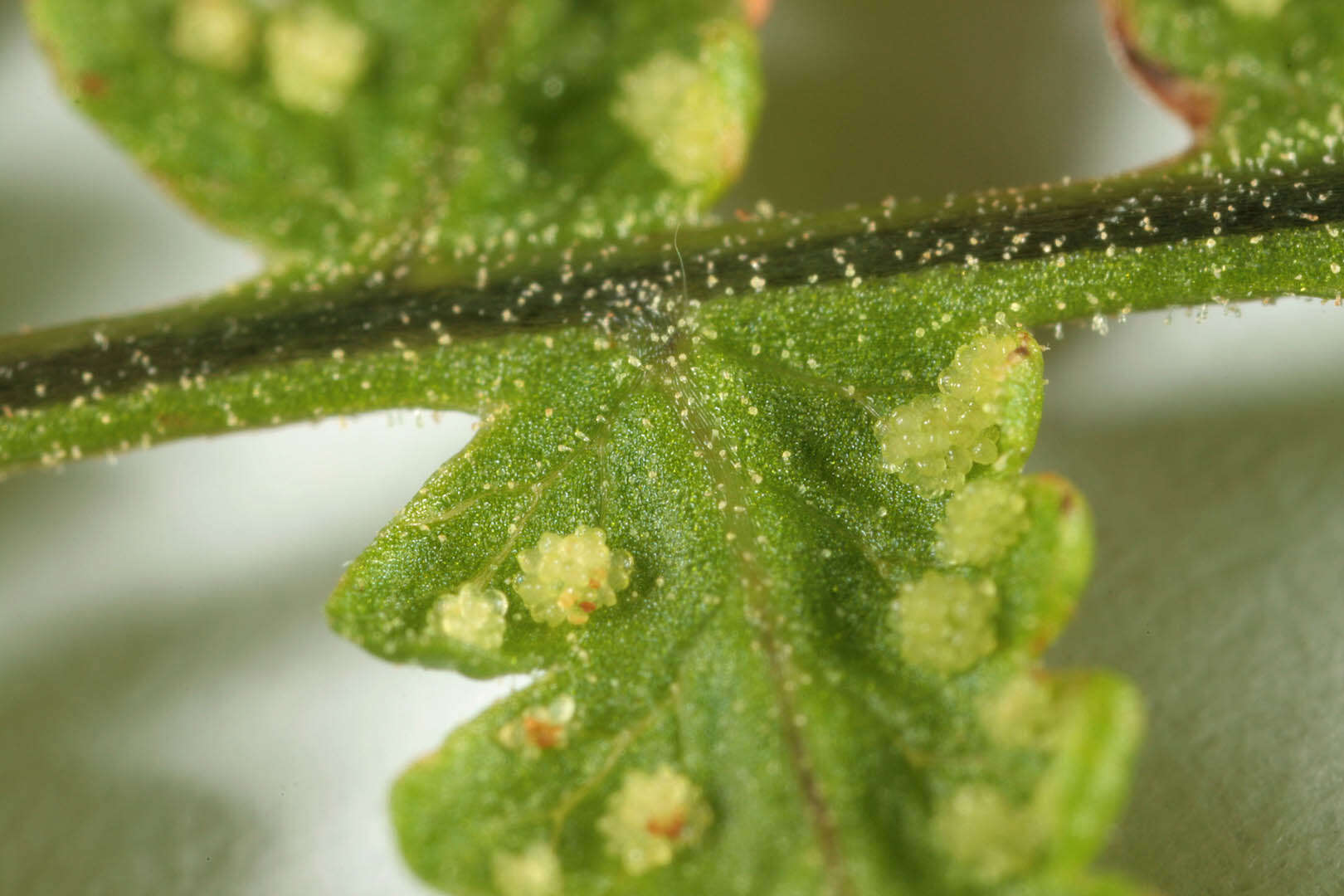 Image of scented oakfern