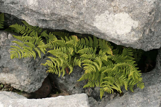 Image of scented oakfern