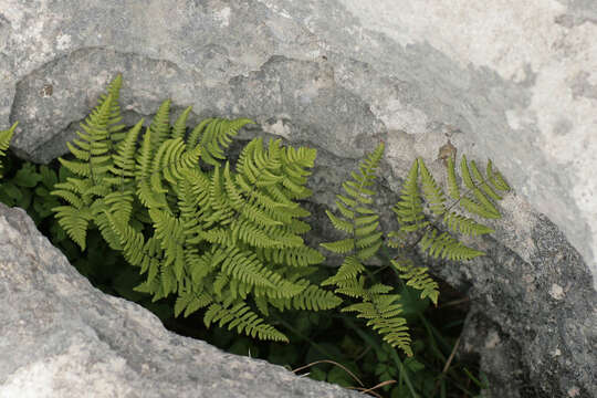 Imagem de Gymnocarpium robertianum (Hoffm.) Newman