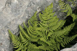 Image of scented oakfern