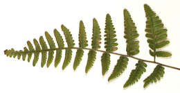 Image of scented oakfern