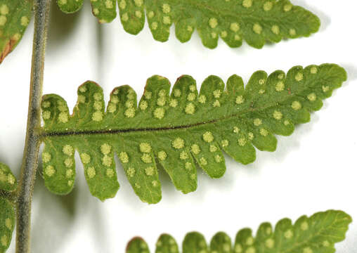 Image of scented oakfern