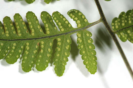 Image of scented oakfern