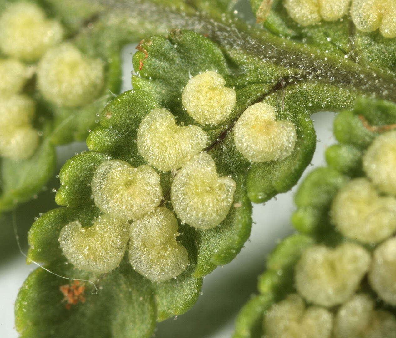 Image de Dryopteris mindshelkensis N. Pavl.