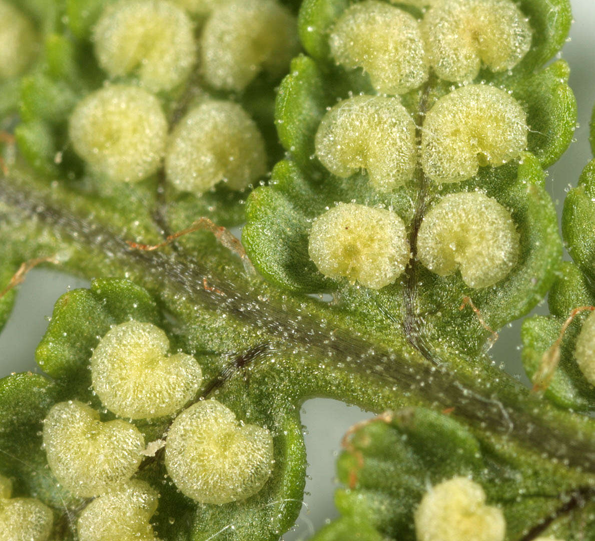 Image de Dryopteris mindshelkensis N. Pavl.