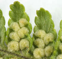 Image de Dryopteris mindshelkensis N. Pavl.