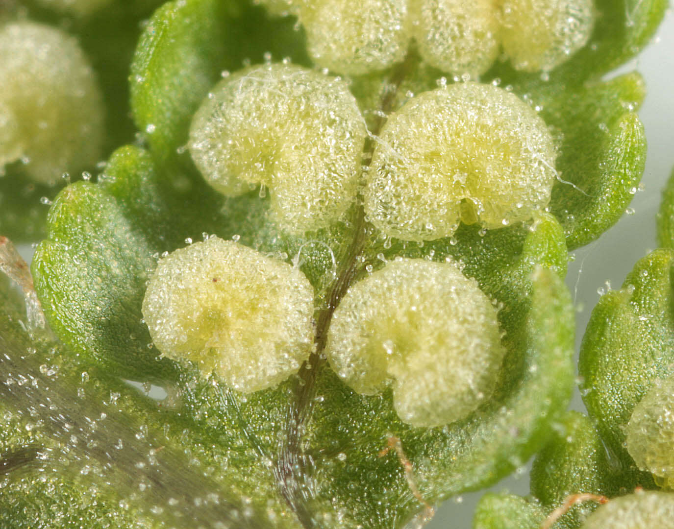 Image de Dryopteris mindshelkensis N. Pavl.