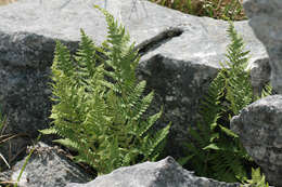 Image de Dryopteris mindshelkensis N. Pavl.